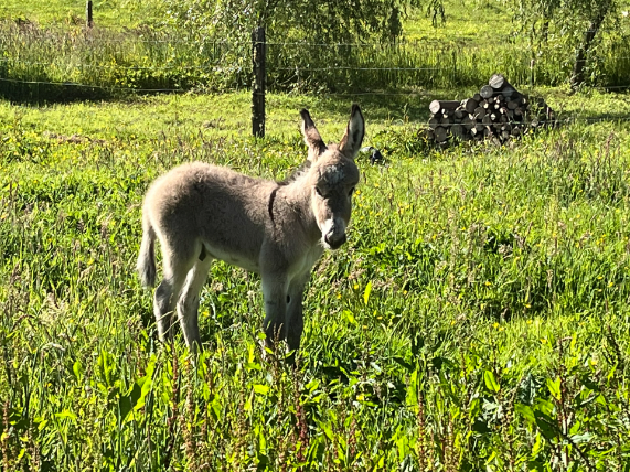 DONKEY -- TINY DONKEY